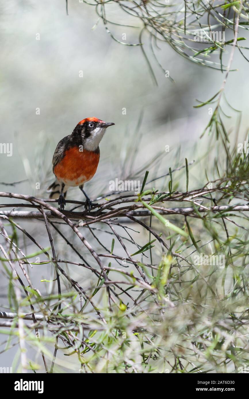 A male crimson chat perches on a desert salt-bush near Alice Springs in the Northern Territory Stock Photo