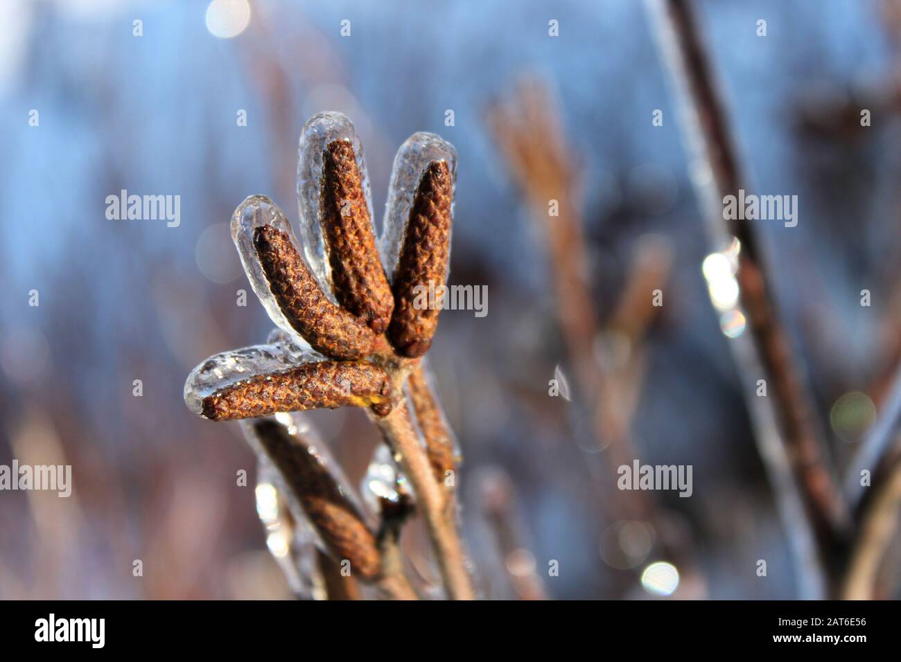Ice Coated Berries Stock Photos Ice Coated Berries Stock Images