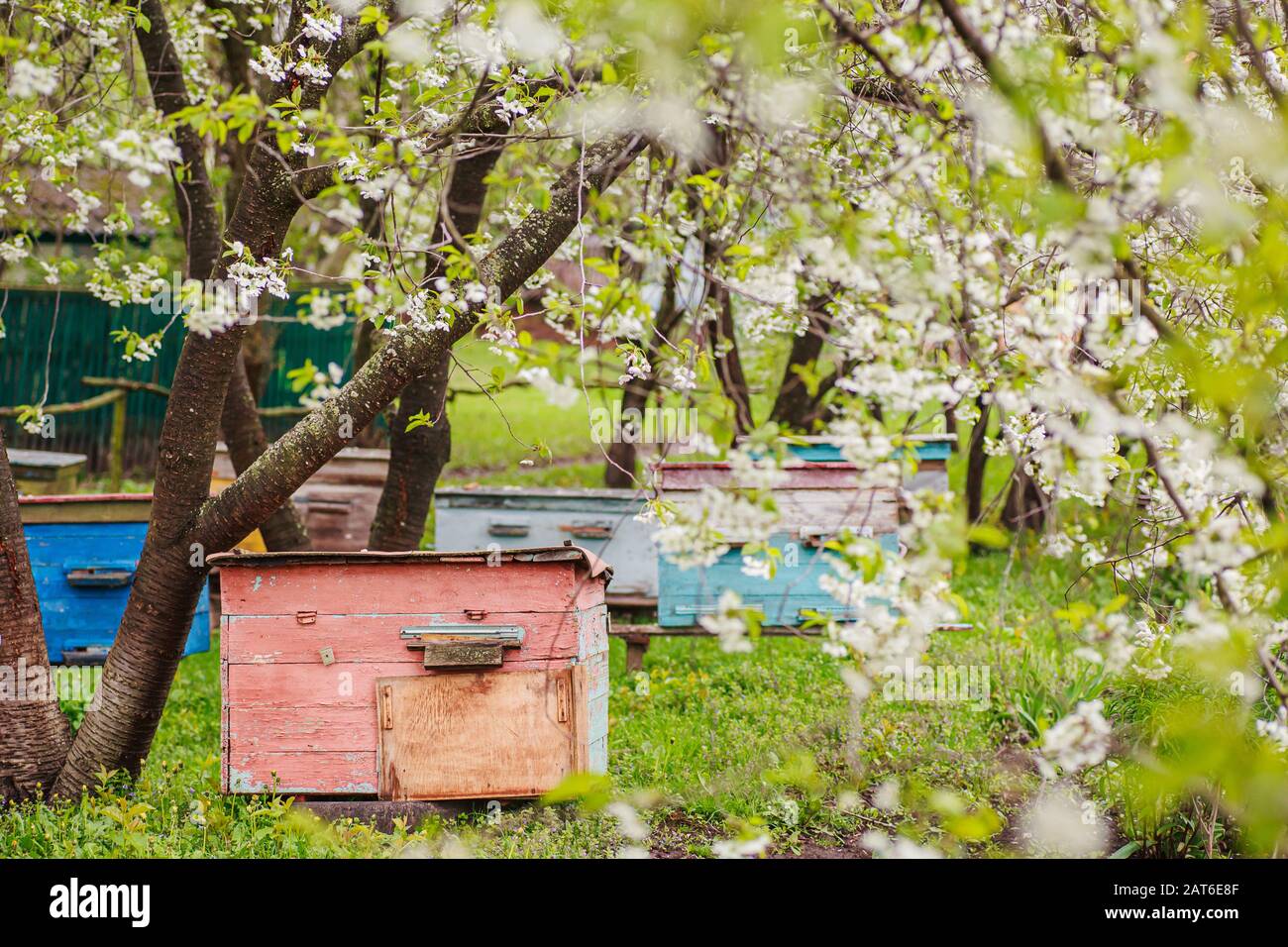 Single Apiary Pink single-hull ediary is given on apiary in spring. Hives in ...