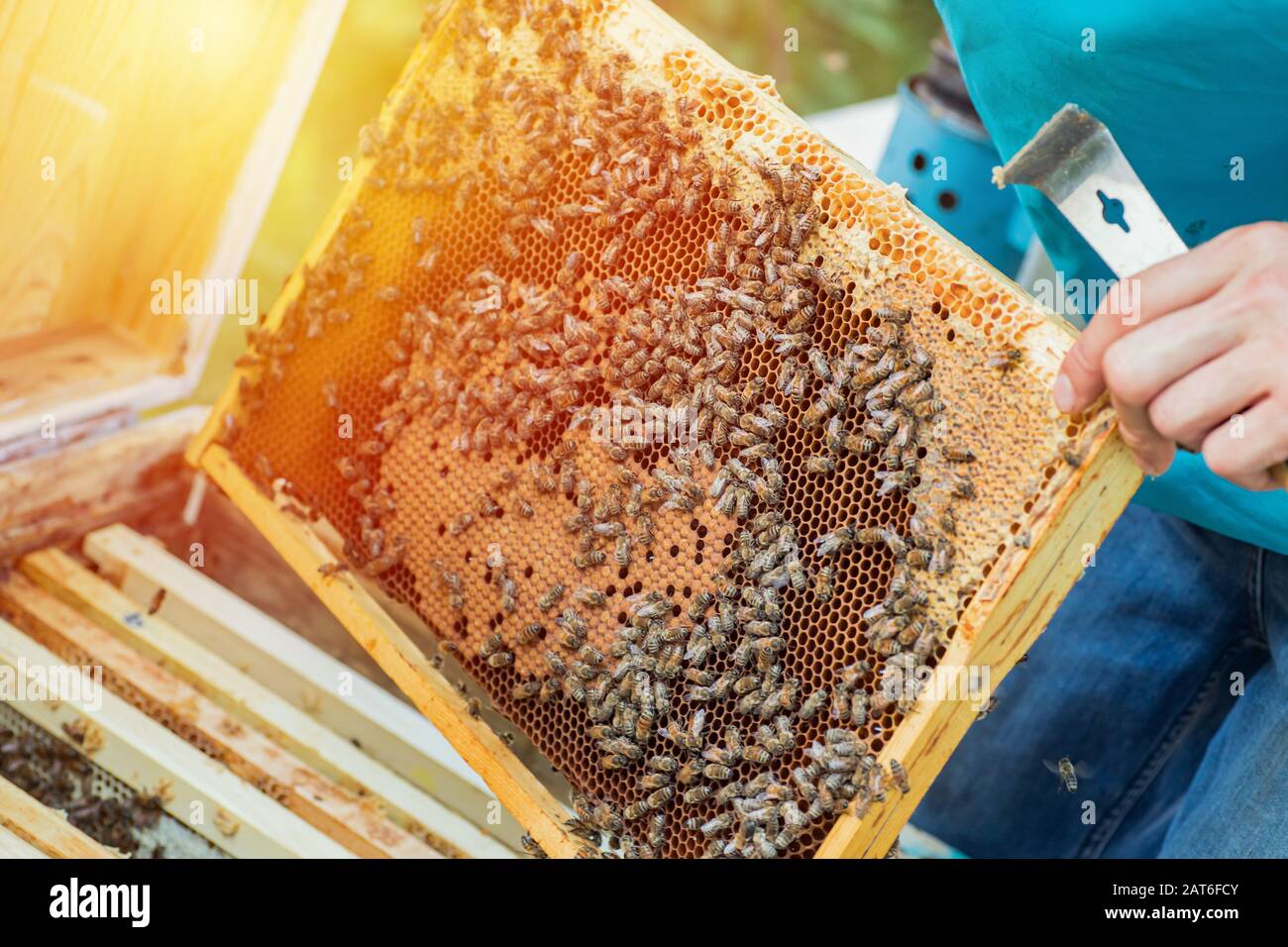 beekeeper with hive tool without gloves looks for overwintered queen on combframe with sealed brood. water-carrying bee on wooden frame. Stock Photo