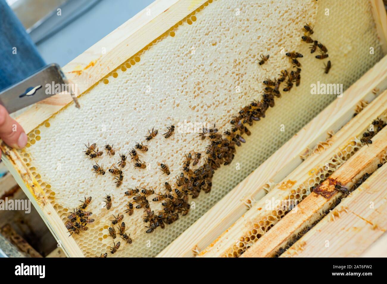 bee on honeycombs with honey slices nectar into cells. beekeeper with hive tool without gloves looks for overwintered queen on combframe with sealed b Stock Photo