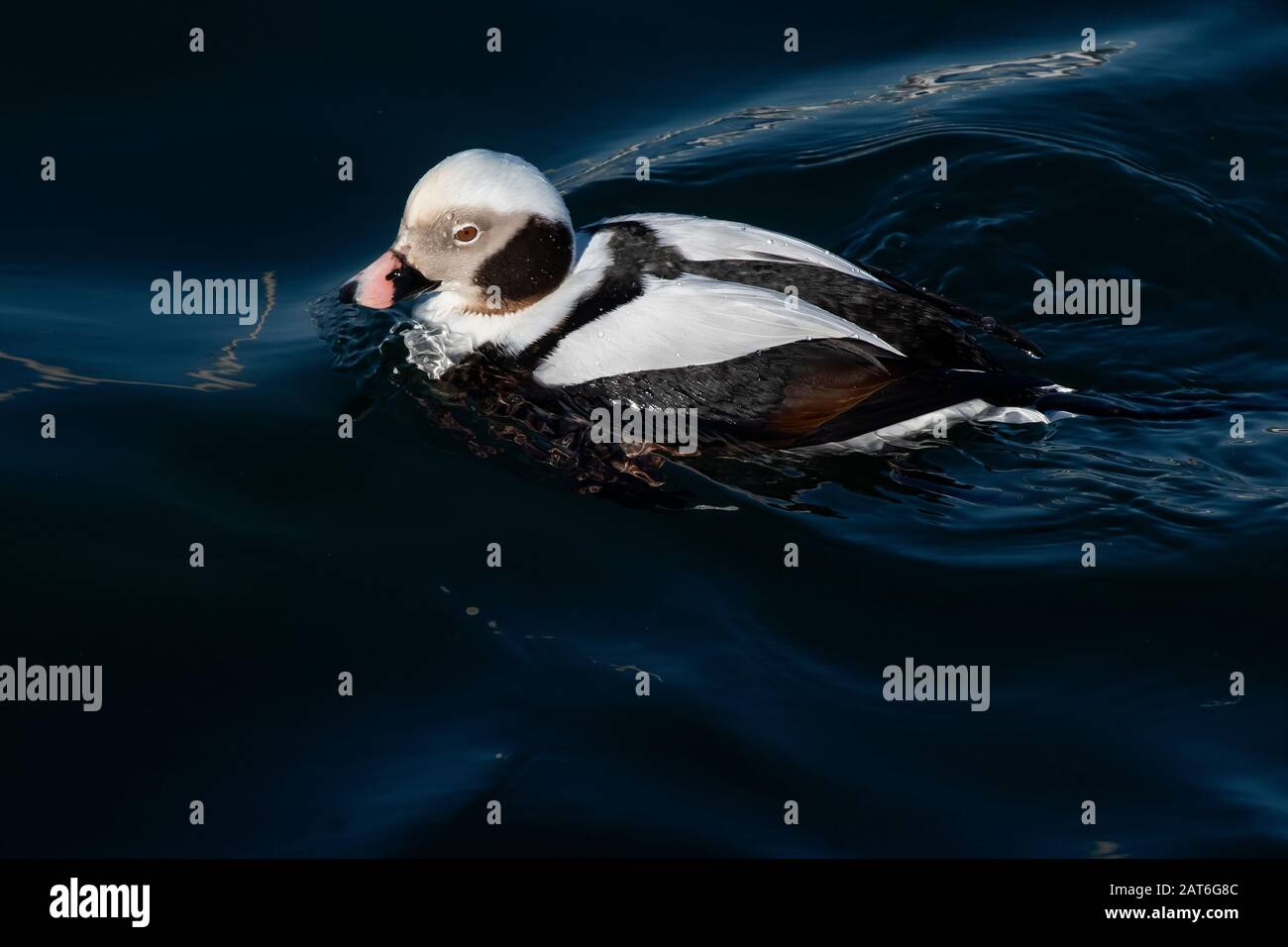 Long-tailed duck in winter non-breeding plumage Stock Photo