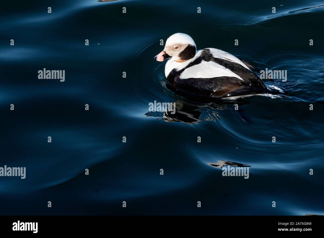 Long-tailed duck in winter non-breeding plumage Stock Photo