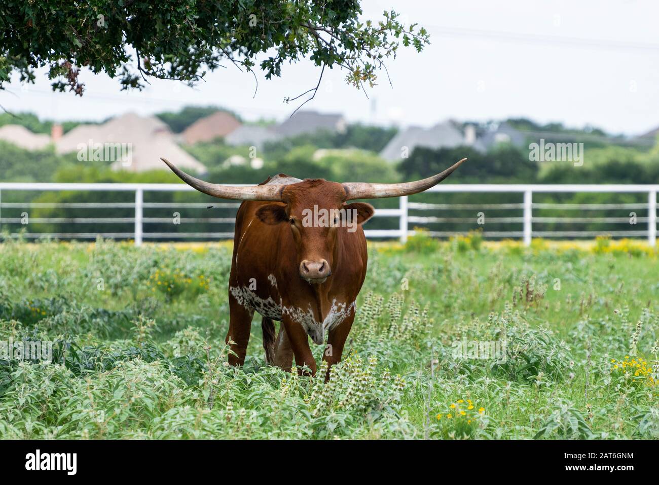 Brown Longhorn bull with a white speckled belly standing under a tree in a ranch meadow with a white metal fence separating the filed from the houses Stock Photo