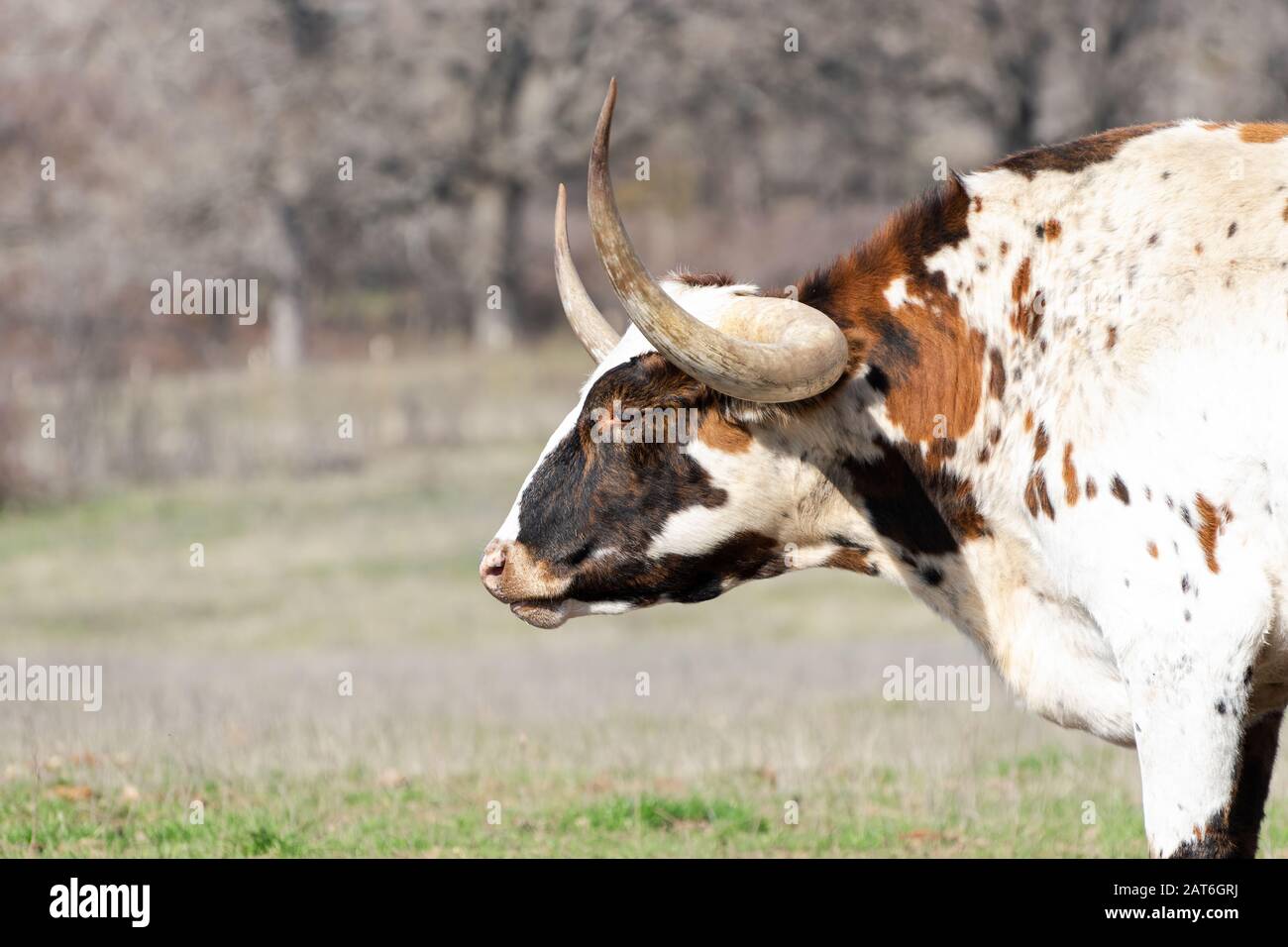 Texas longhorn face to face hi-res stock photography and images - Alamy