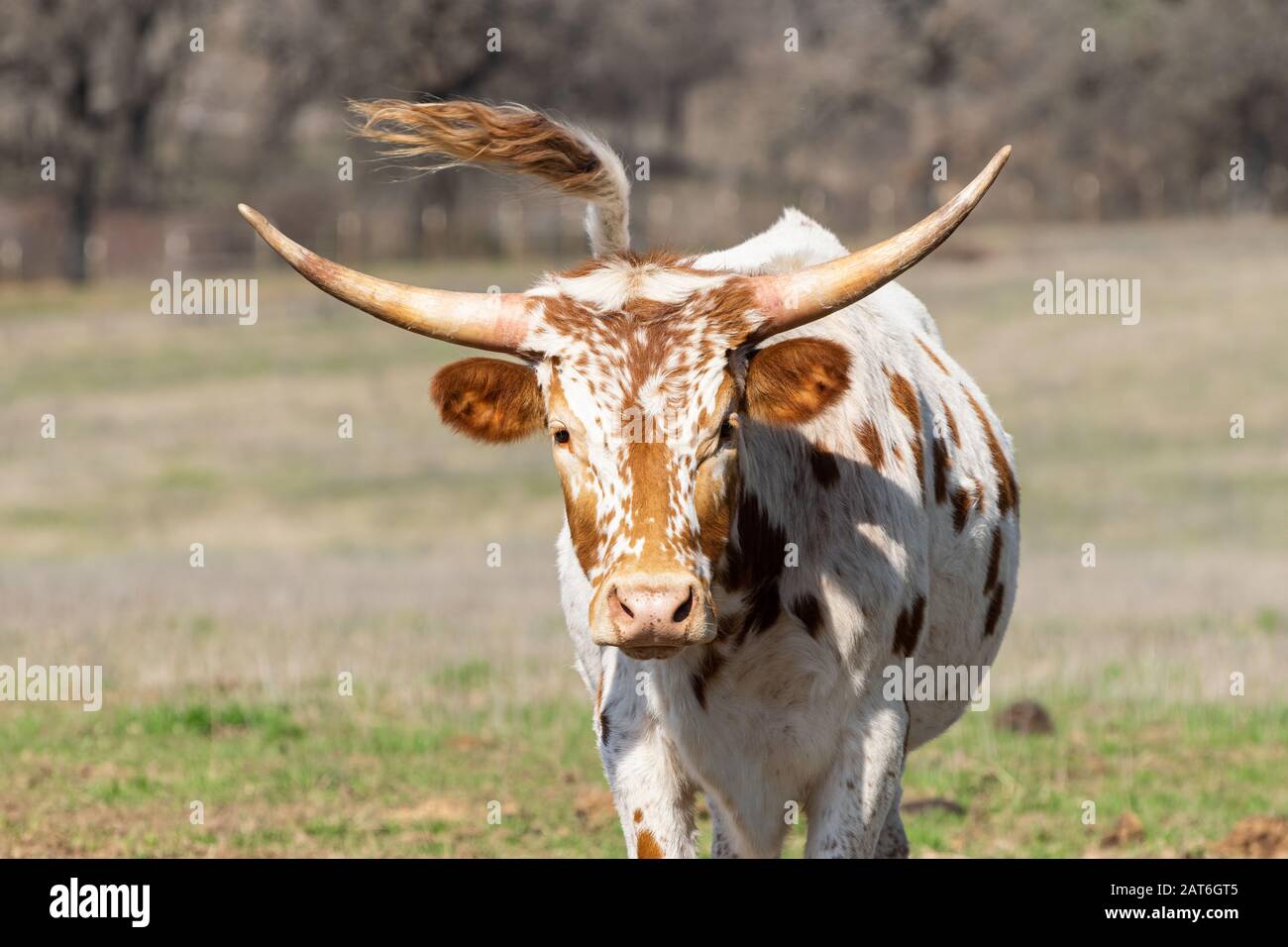 Young white Longhorn calf with brown spots and short, curved horns staring into the camera with his tail swishing in the air behind him. Stock Photo