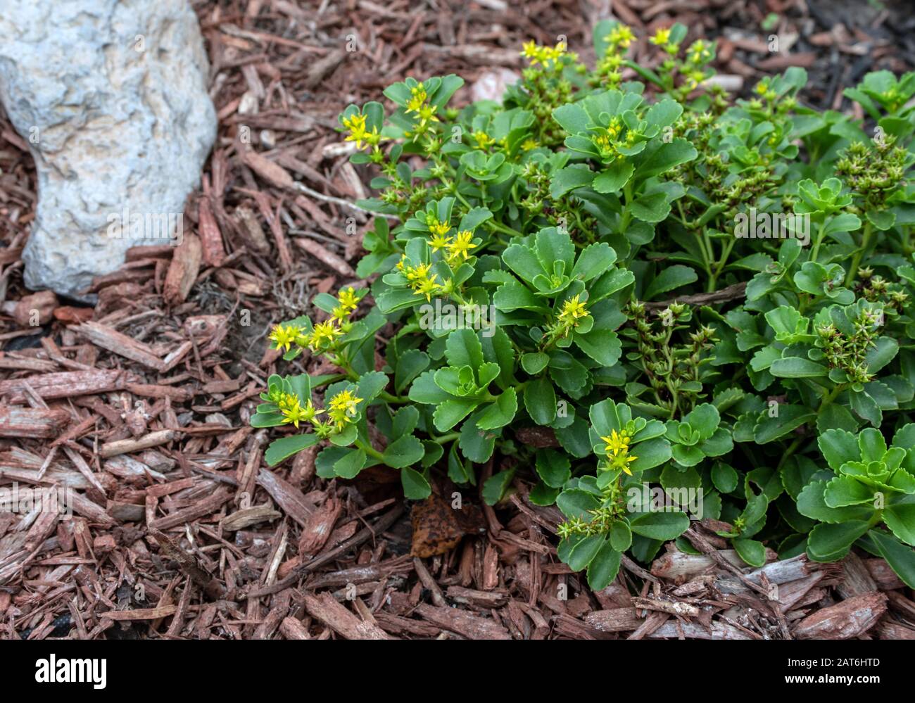 A young yellow sedum plant is a bright spot in the Missouri garden with its star-shaped flowers and succulent leaves. Bokeh effect. Stock Photo