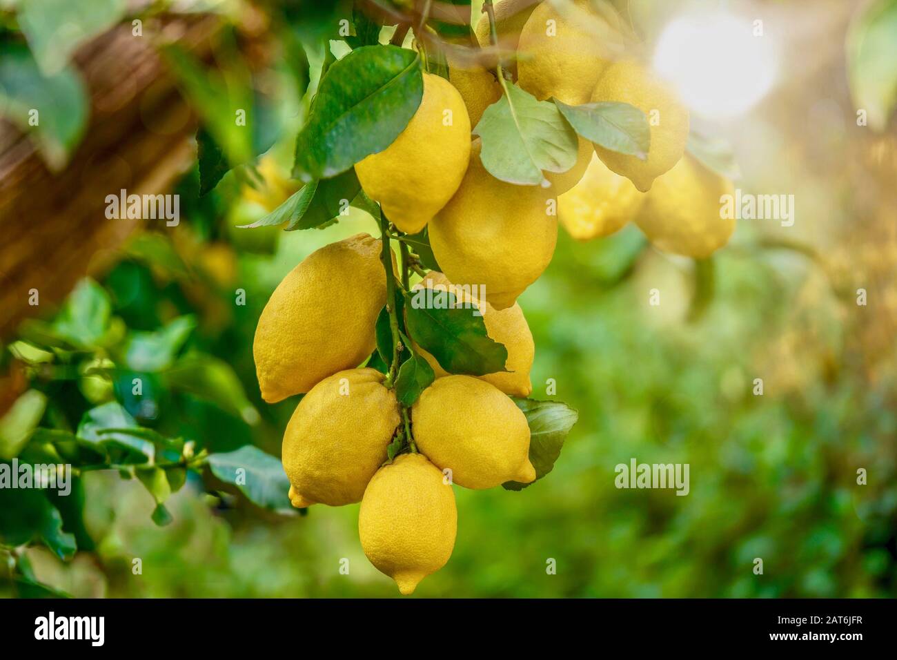 Focus on the lower lemons (Citrus limon) looking healthy and fresh, hanging from a tree in Italy on a summer day, with beautiful background light. Stock Photo
