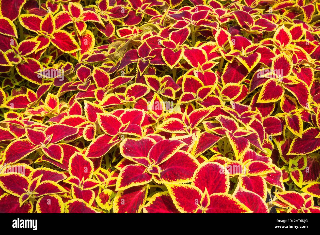 Burgundy and yellowish Solenostemon - Coleus plants being grown organically in containers inside a greenhouse. Stock Photo