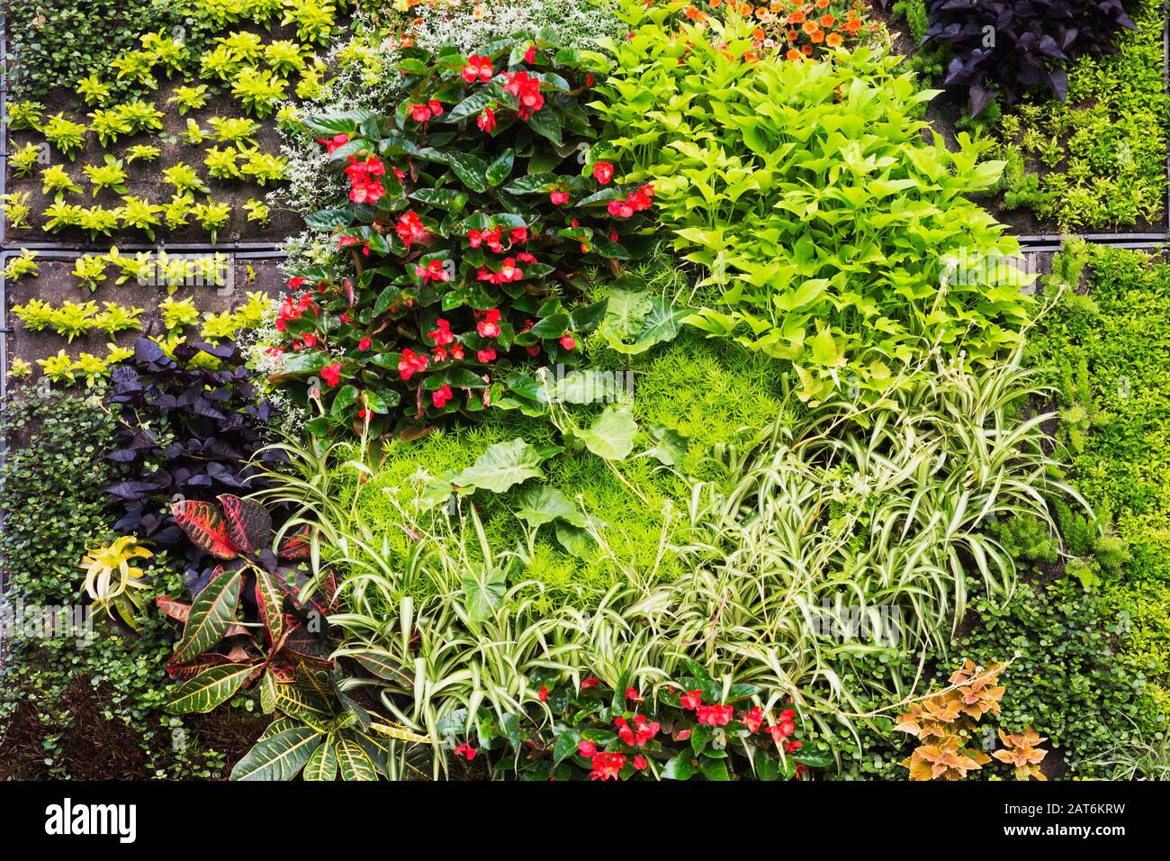 Live plants and flowers design with Codiaeum variegatum - Croton,  Solenostemon - Coleus, perennial grass, red Begonias in upright trays Stock Photo