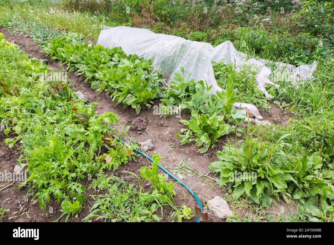 Rows Of Leafy Vegetable Plants Including Asian Greens With One Row