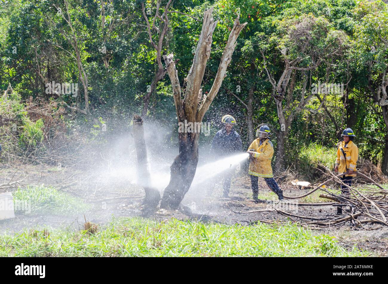 Jamaican Firemen Dousing Burning Tree With High Powered Water Stock