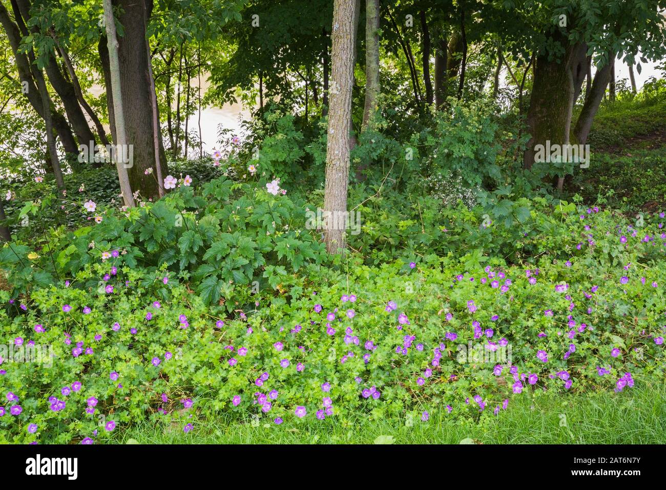 Geranium 'Johnson's Blue' - Cranesbill, Anemone hupehensis 'September Charm' - Windflowers in border in sloped backyard garden in summer Stock Photo