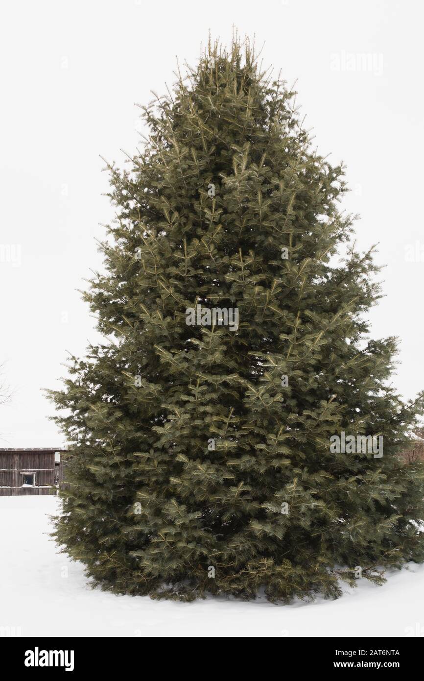 Concolor fir hires stock photography and images Alamy