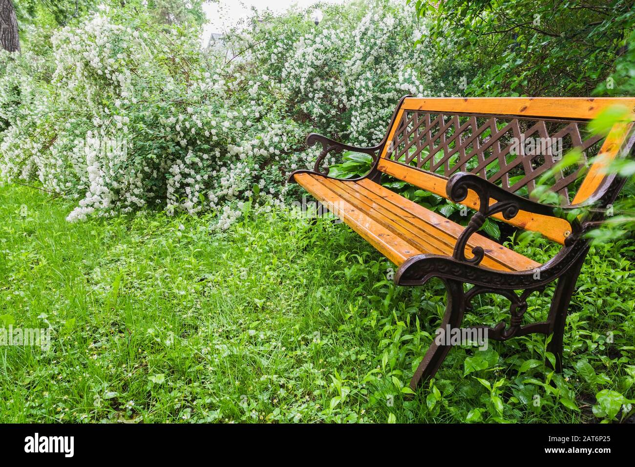 White flowering Spiraea × vanhouttei - Bridalwreath Spirea shrubs and antique wood and cast iron sitting bench in front yard garden in spring. Stock Photo