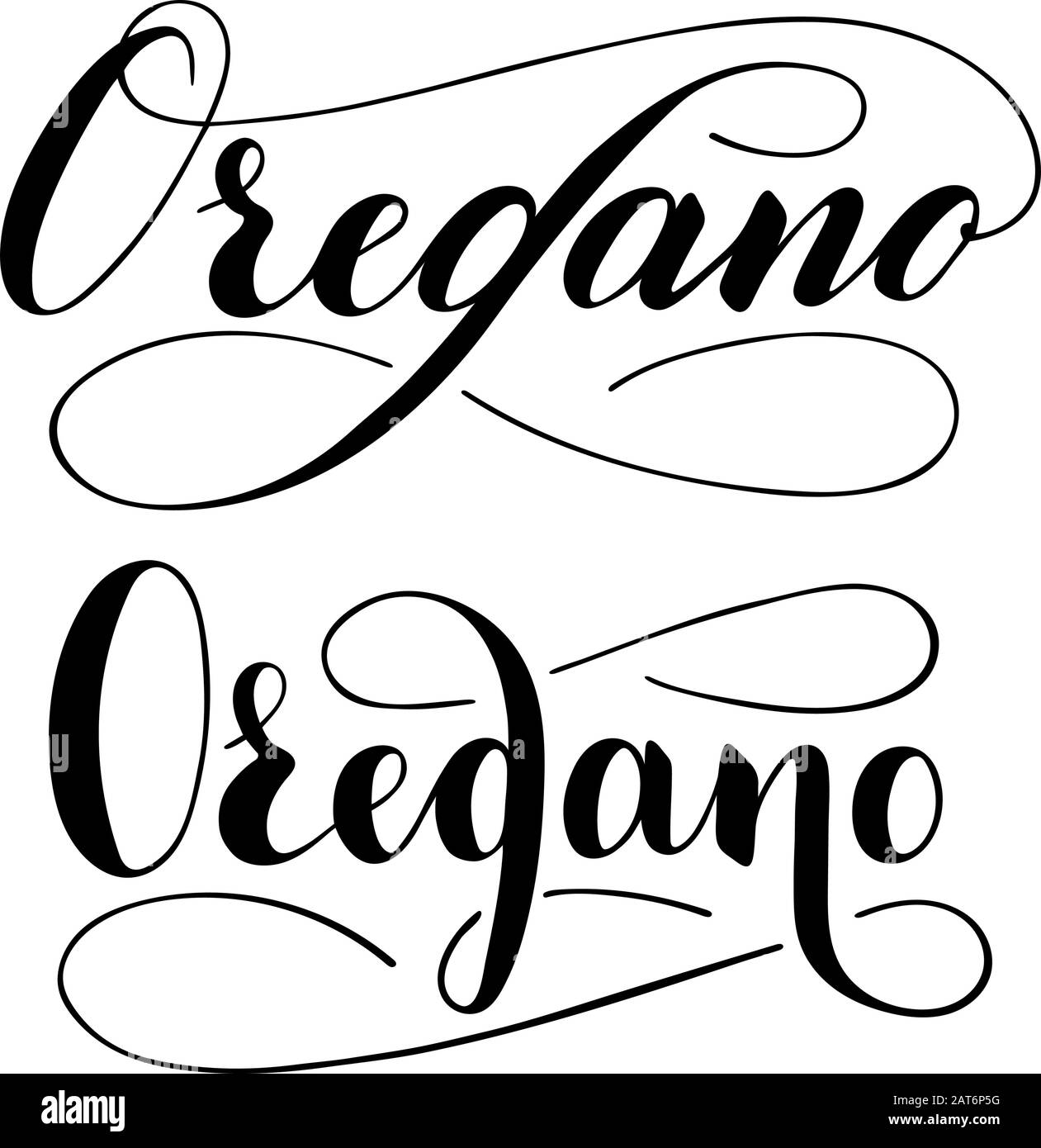 Vector hand written oregano text isolated on white background. Kitchen healthy herbs and spices for cooking. Script brushpen lettering with flourishes Stock Vector