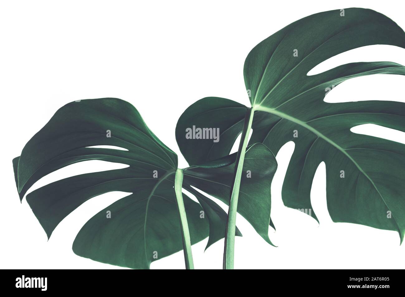 Selective focus of monstera leaves (leaf) on white color for decorating composition design background.Tropical,botanical nature pattern.close up Stock Photo