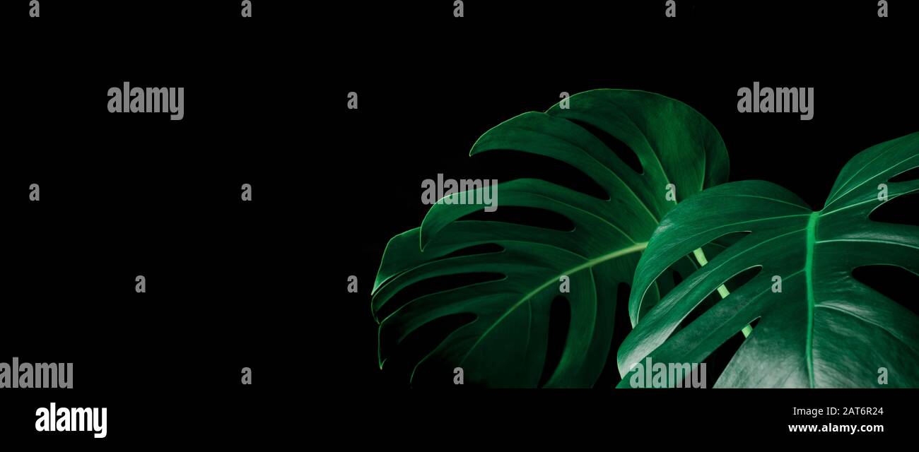 Beautiful monstera leaves (leaf) on black color for decorating composition design background.Tropical,botanical nature pattern.close up Stock Photo