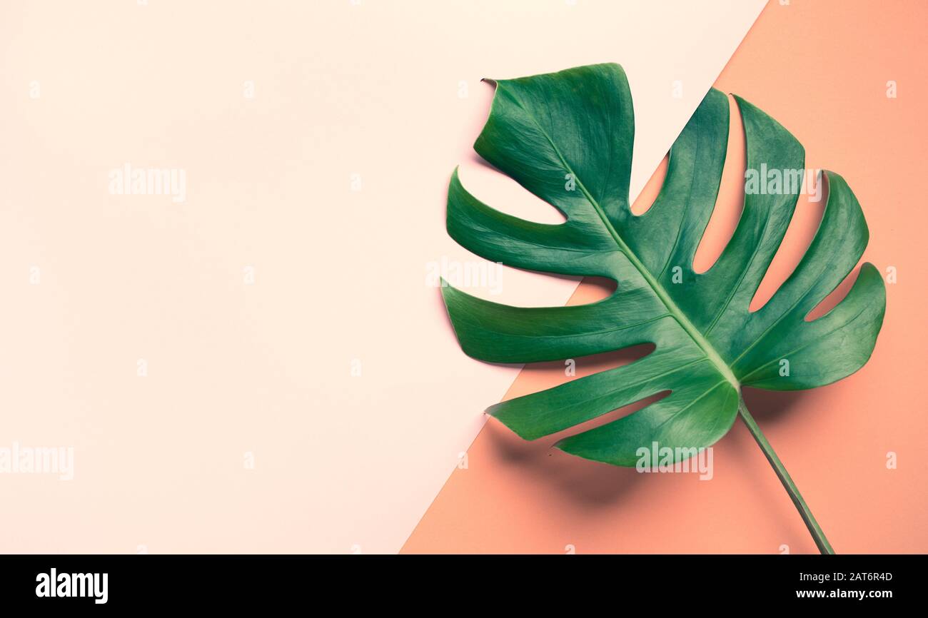 Beautiful monstera leaves (leaf) on colorful for decorating composition design background.Tropical,botanical nature pattern.close up Stock Photo