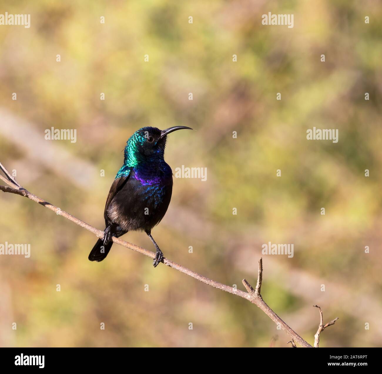 The male palestine sunbird (Cinnyris osea) singing at the park,  Beer Sheva, Israel Stock Photo