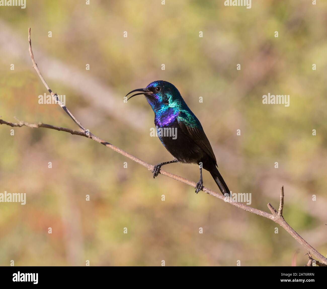 The male palestine sunbird (Cinnyris osea) singing at the park,  Beer Sheva, Israel Stock Photo