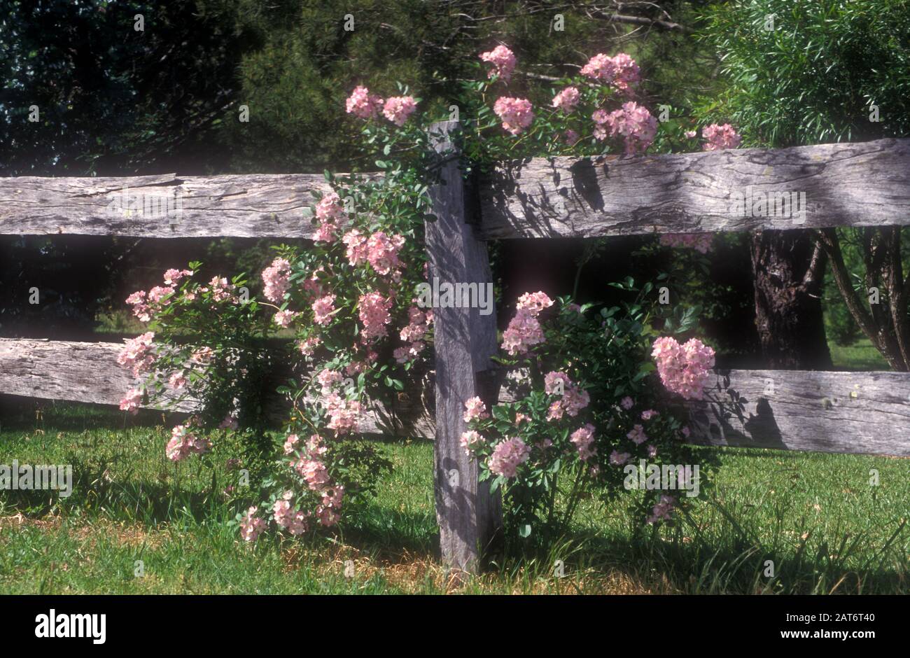 PINK ROSE BUSH (ROSA) GROWING OVER OLD TIMBER GARDEN FENCE. Stock Photo