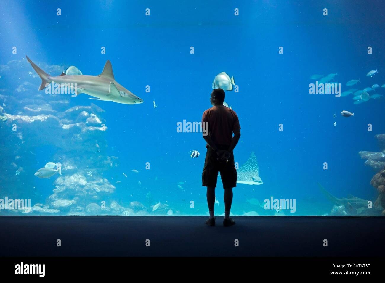 Man watching a shark and sea life through glass viewing window in the Shark World aquarium at Eilat Underwater Observatory Marine Park on the Red Sea Stock Photo