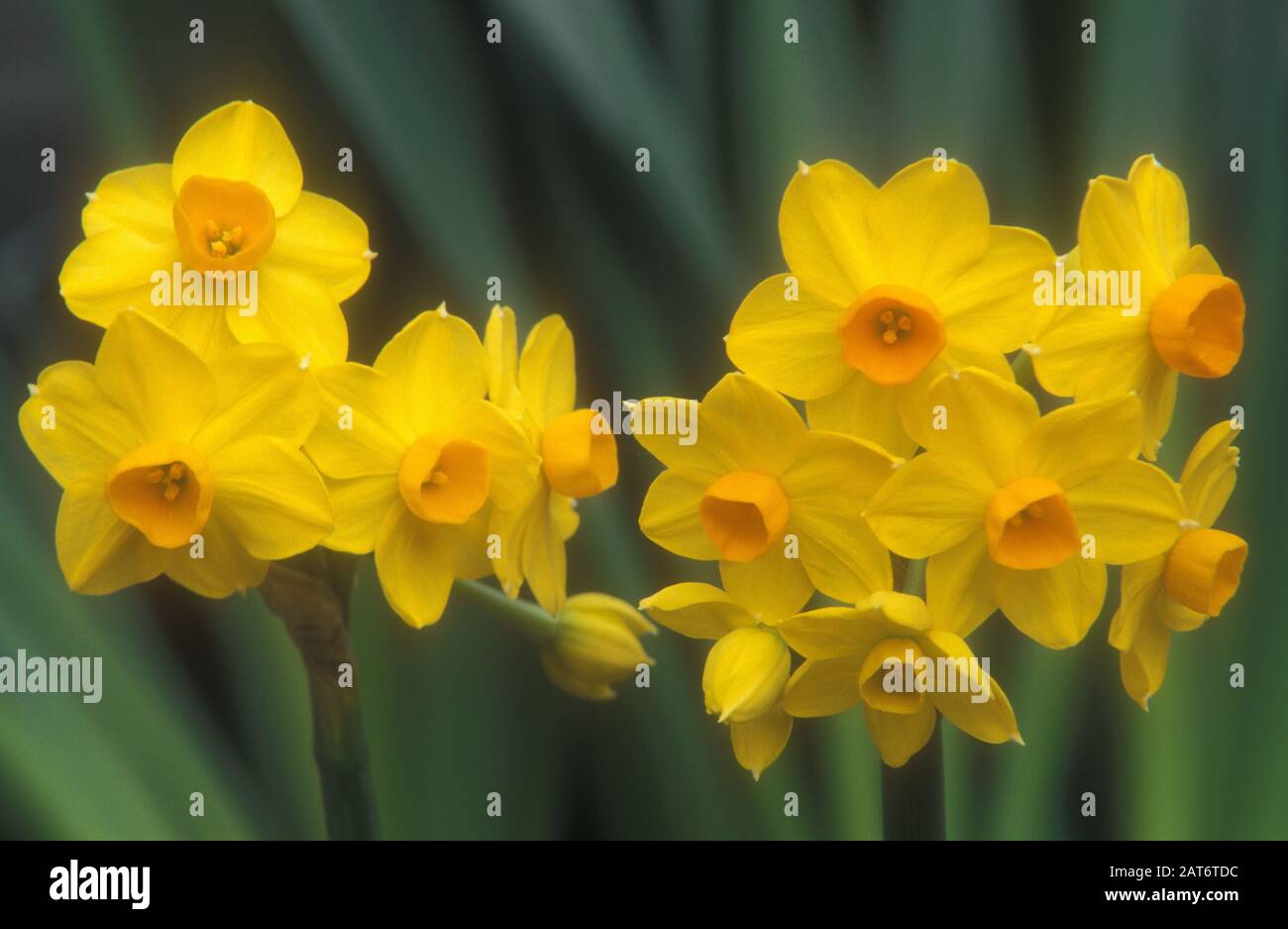 Daffodil Grand Soleil d'Or Bulbs, Wholesale Pricing