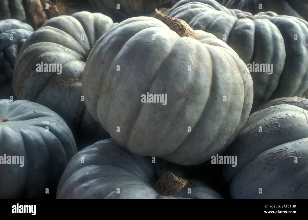 Queensland Blue Pumpkin Heirloom/c.maxima Seeds: Australian