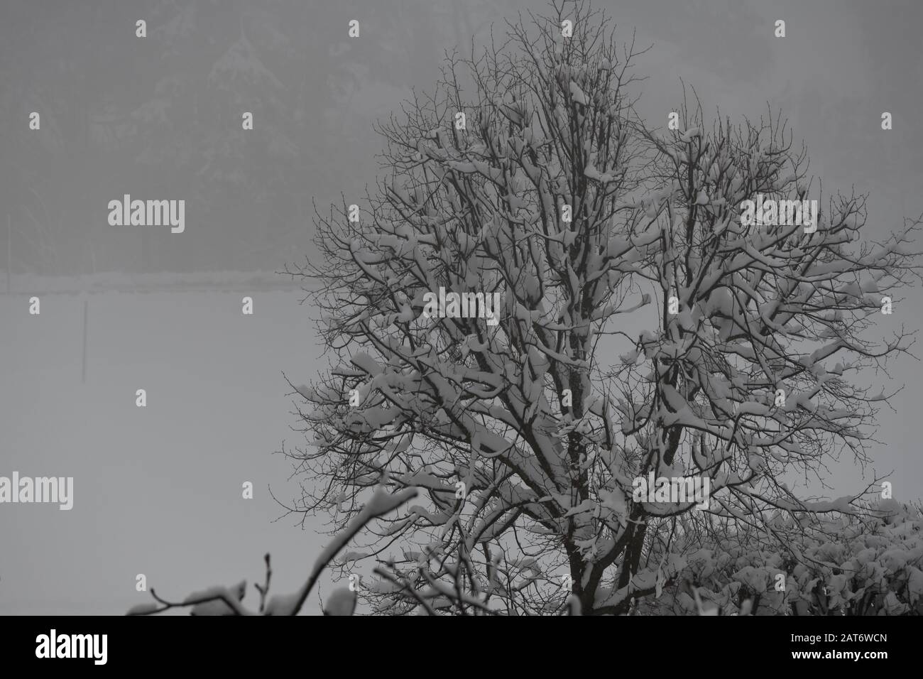 schneebedeckter Baum gegen den grauen Himmel Stock Photo