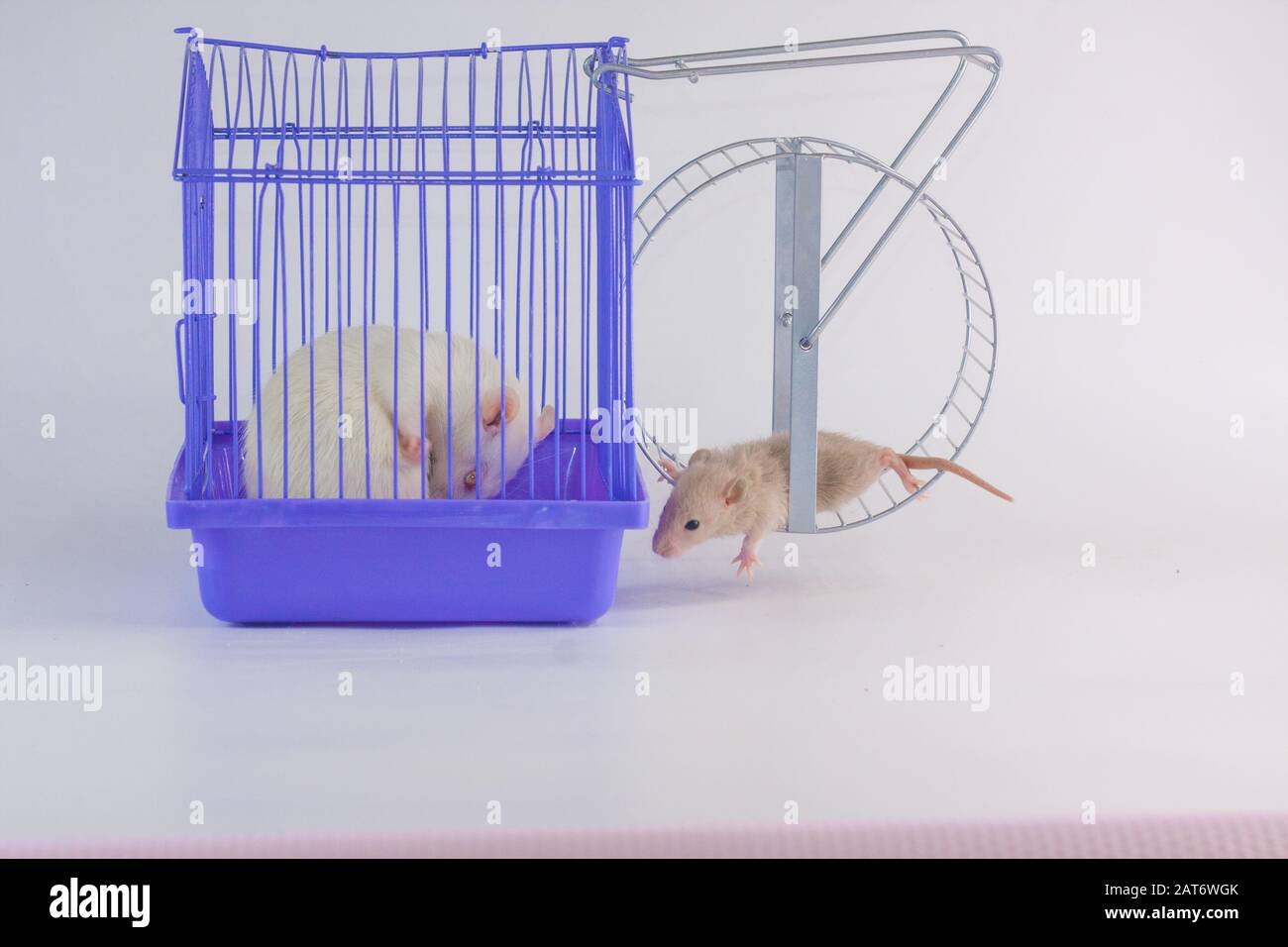 Domestic life and monotony concept. Routine. White rat on a white ...