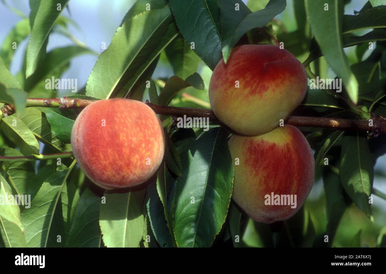 PEACHES GROWING (PRUNUS PERSICA) NEW SOUTH WALES, AUSTRALIA Stock Photo