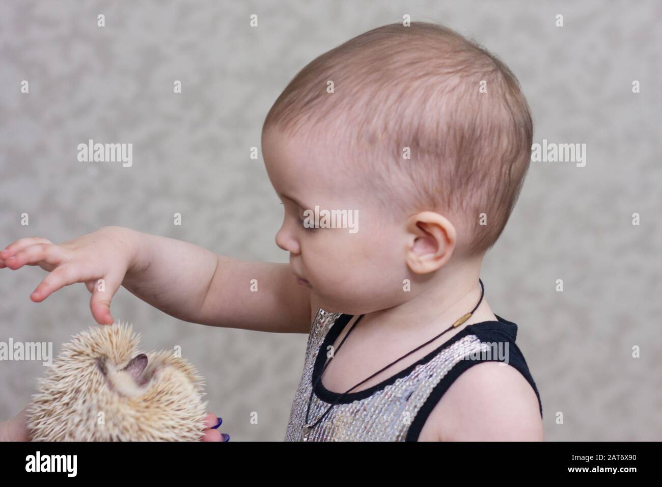 Attractive girl with an African pygmy hedgehogAttractive girl with an ...