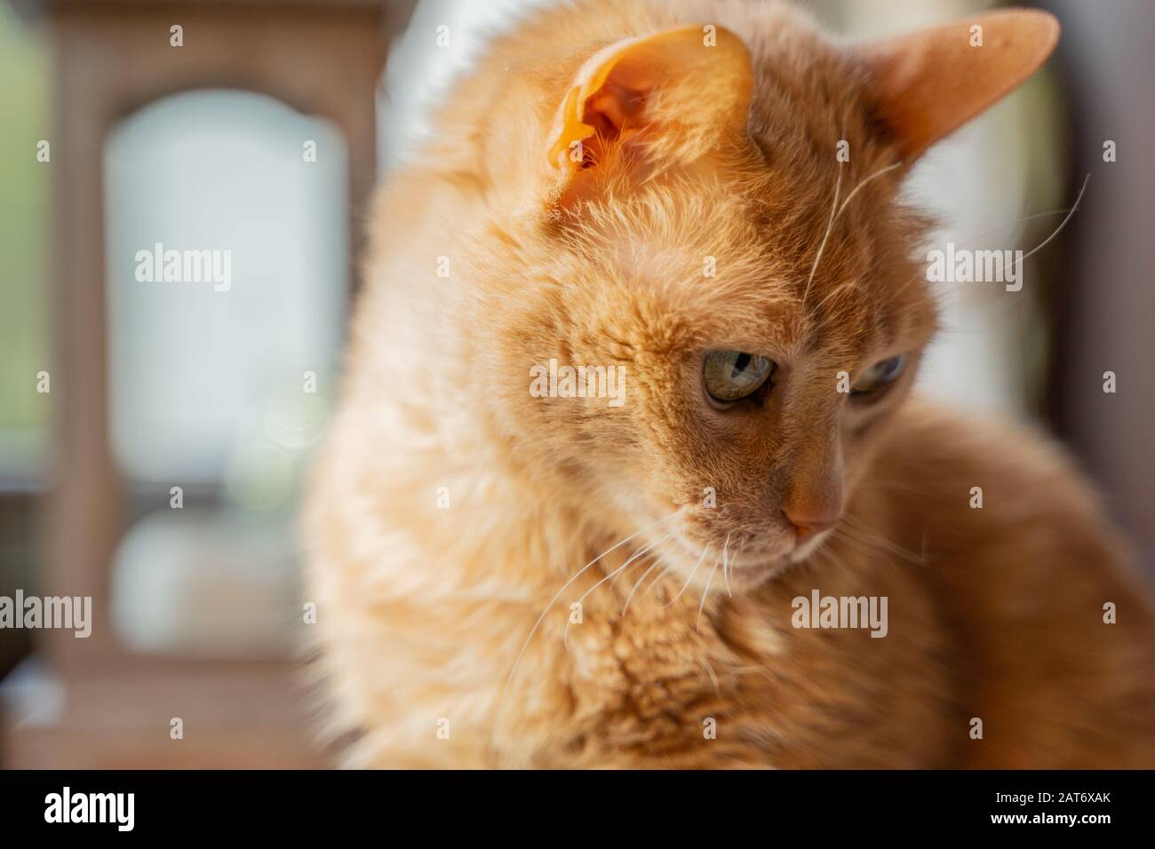 Adorable, fluffy, funny and shy sand cat watching surroundings Stock Photo