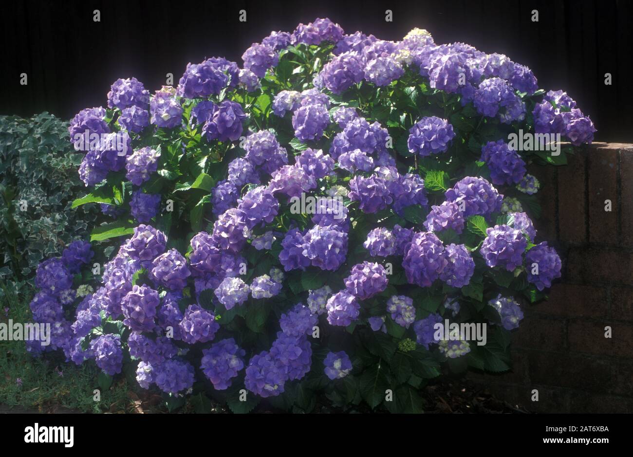 PURPLE HYDRANGEA BUSH GROWING INSIDE A BRICK WALL IN A SUBURBAN GARDEN IN SYDNEY. NEW SOUTH WALES, AUSTRALIA. Stock Photo