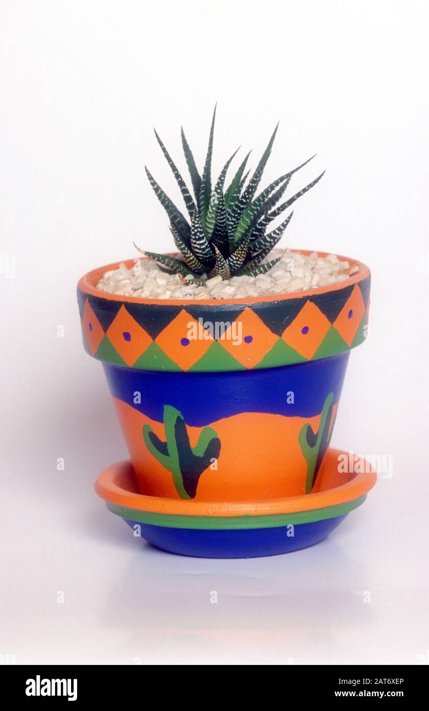 COLOURFUL MEXICAN STYLE INDOOR POT CONTAINING THE EVERGREEN SUCCULENT, HAWORTHIA ATTENUATA. COMMONLY KNOWN AS THE ZEBRA HAWORTHIA. Stock Photo