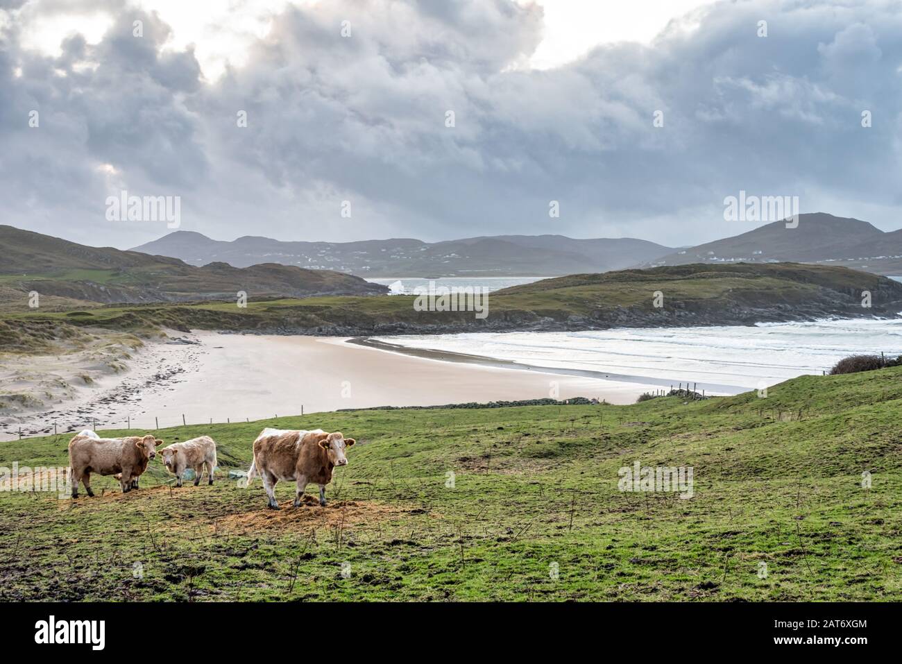 Cows grazing in a field near a beach in Donegal Ireland Stock Photo