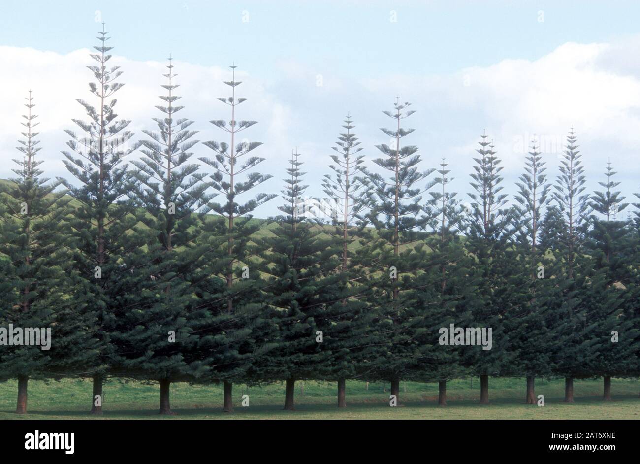 ROW OF NORFOLK ISLAND PINE TREES (ARAUCARIA HETEROPHYLLA) ENDEMIC TO NORFOLK ISLAND, NEW SOUTH WALES, AUSTRALIA, A SMALL ISLAND IN THE PACIFIC OCEAN. Stock Photo