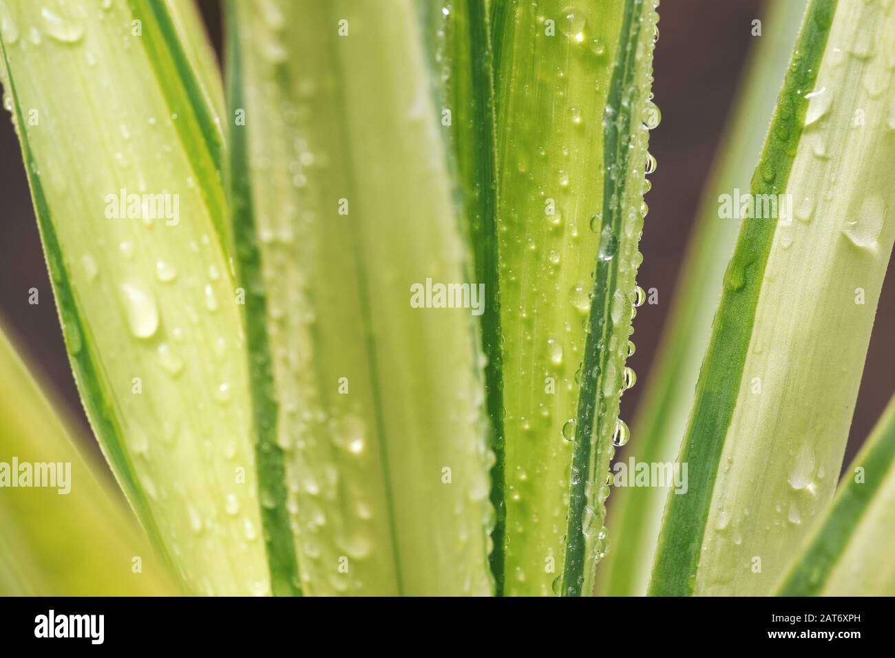 Close up of fresh water droplets on the leaves of a lush, green yucca plant Stock Photo