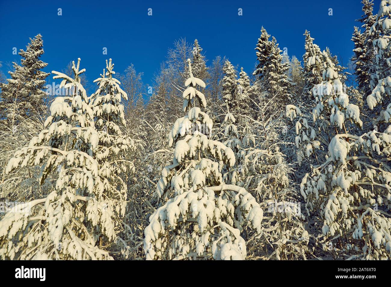 Beautiful winter landscape, snowy forest taiga, open space Stock Photo ...
