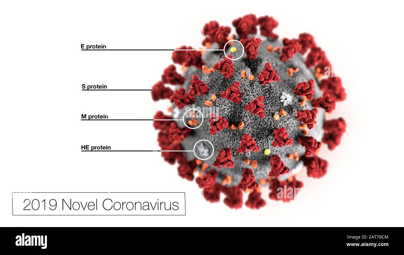 This illustration, created at the Centers for Disease Control and Prevention (CDC), reveals ultrastructural morphology exhibited by the 2019 Novel Coronavirus (COVID-19). Note the spikes that adorn the outer surface of the virus, which impart the look of a corona surrounding the virion, when viewed electron microscopically. In this view, the protein particles E, S, M, and HE, also located on the outer surface of the particle, have all been labeled as well. This virus was identified as the cause of an outbreak of respiratory illness first detected in Wuhan, China. Stock Photo