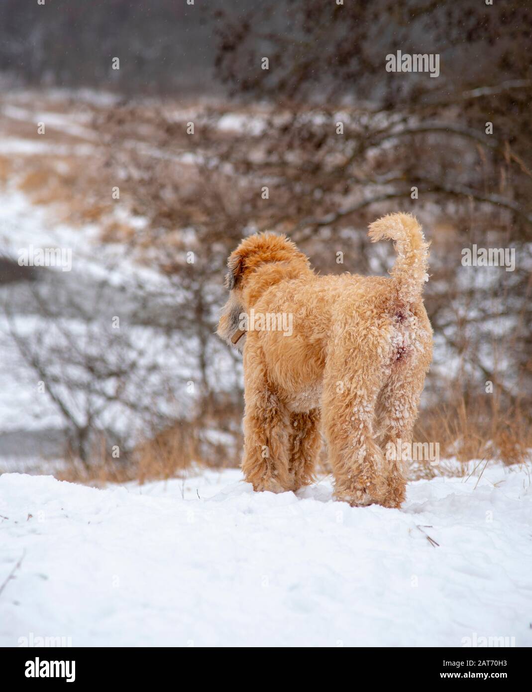 Vertical photo of a dog standing with its back to the camera, in a snow ...