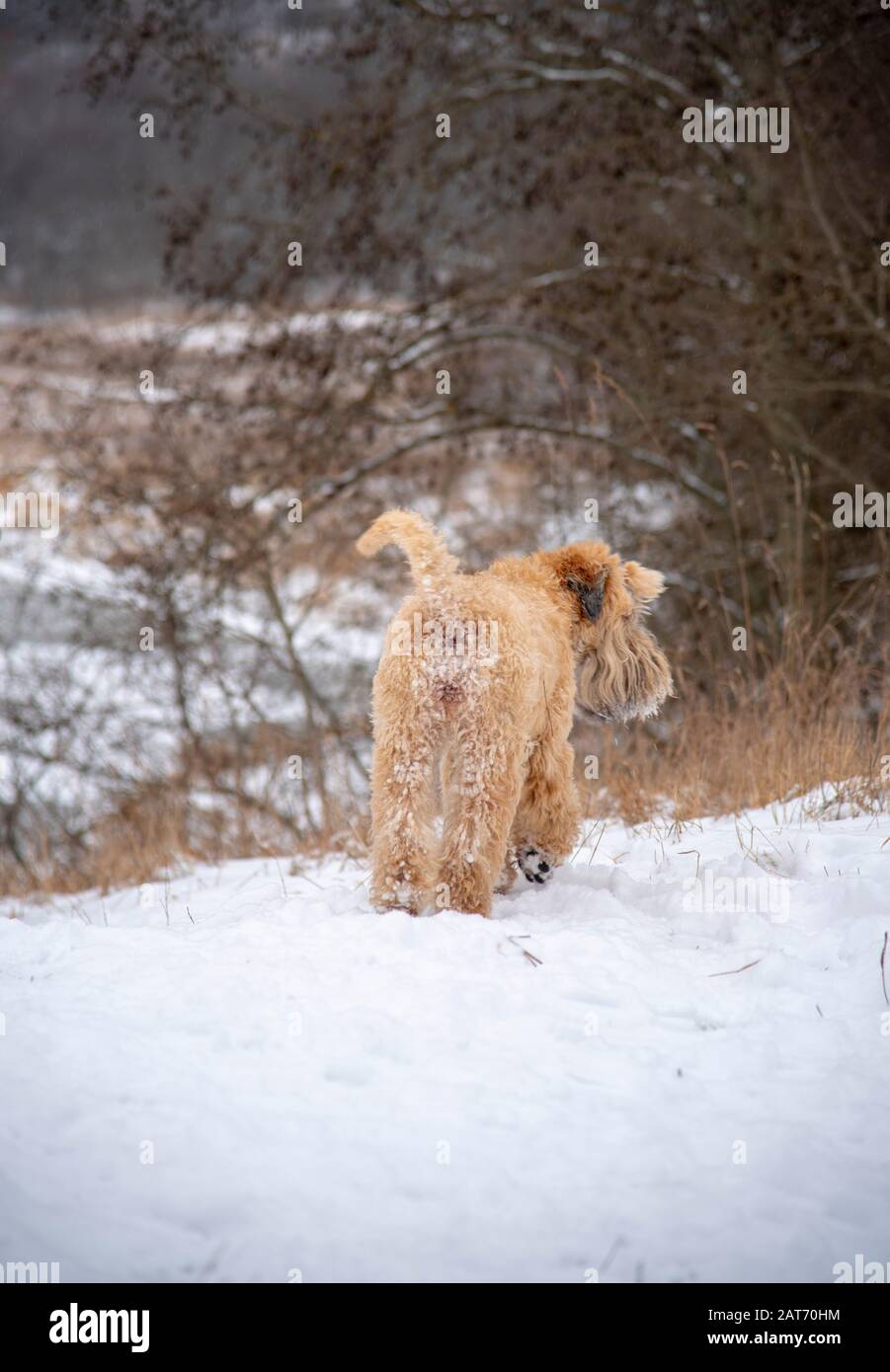 Vertical photo of a dog standing with its back to the camera, in a snow ...