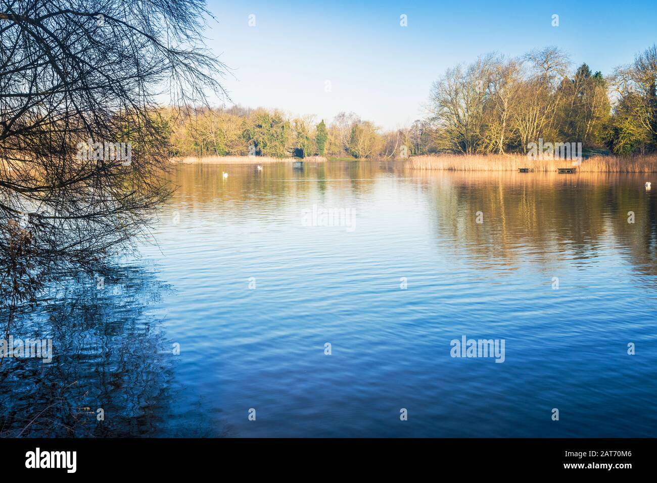 An early winter's morning at Coate Water in Swindon. Stock Photo