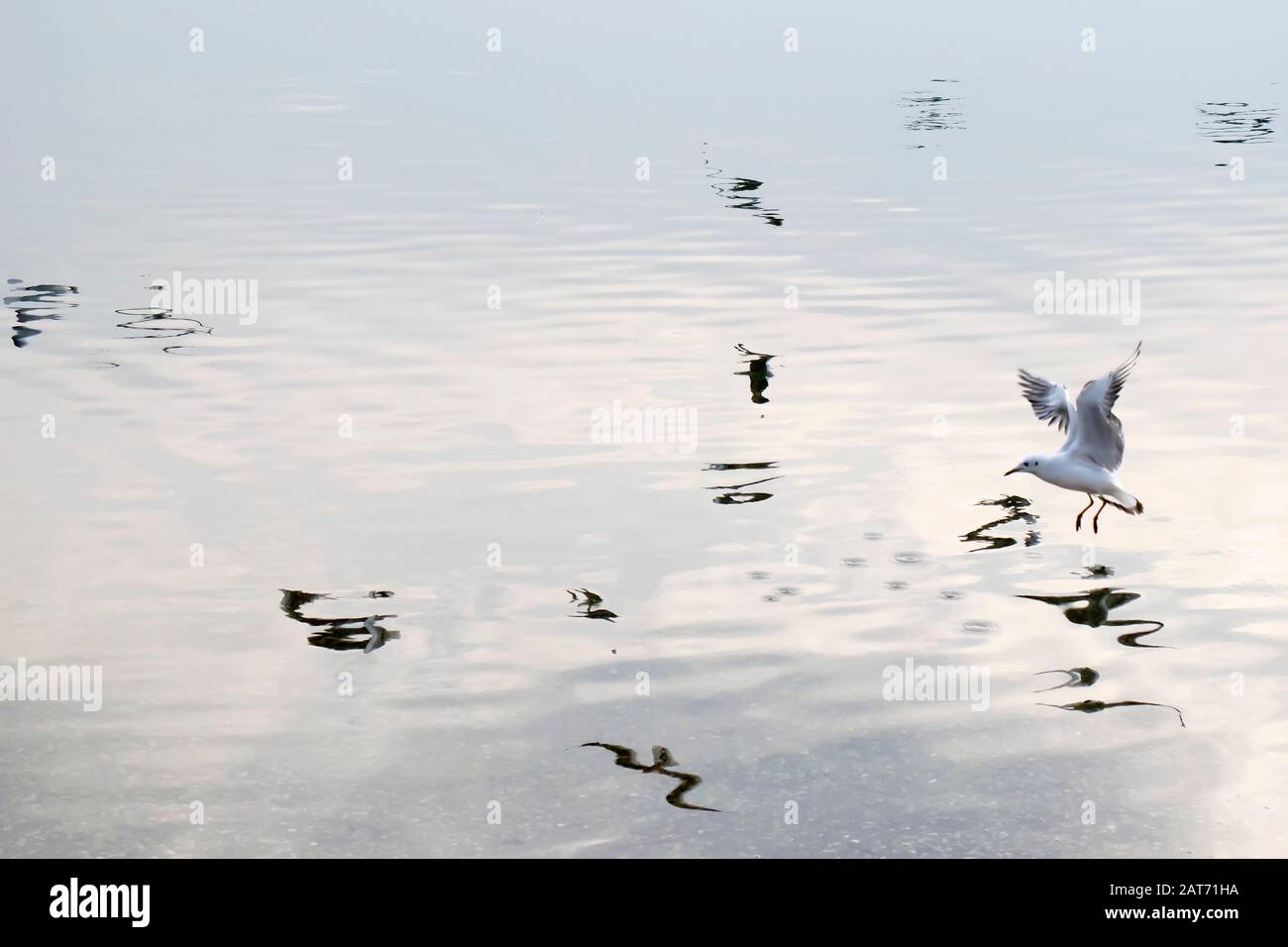 One seagull flying above river, and reflection of other birds on water surface Stock Photo