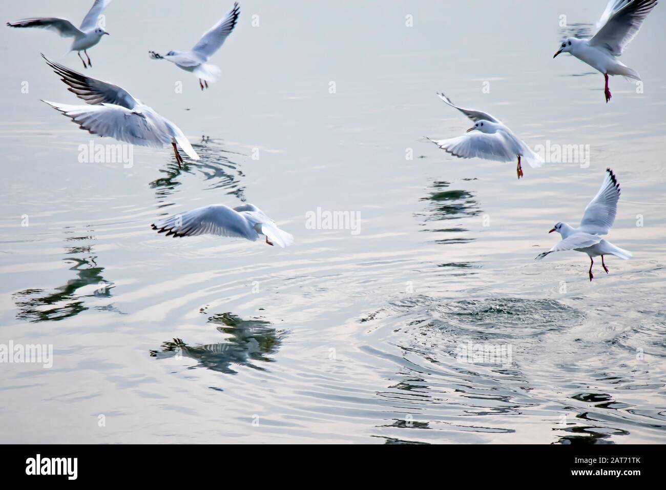 Seagulls flying above water in winter, with reflections on the surface Stock Photo