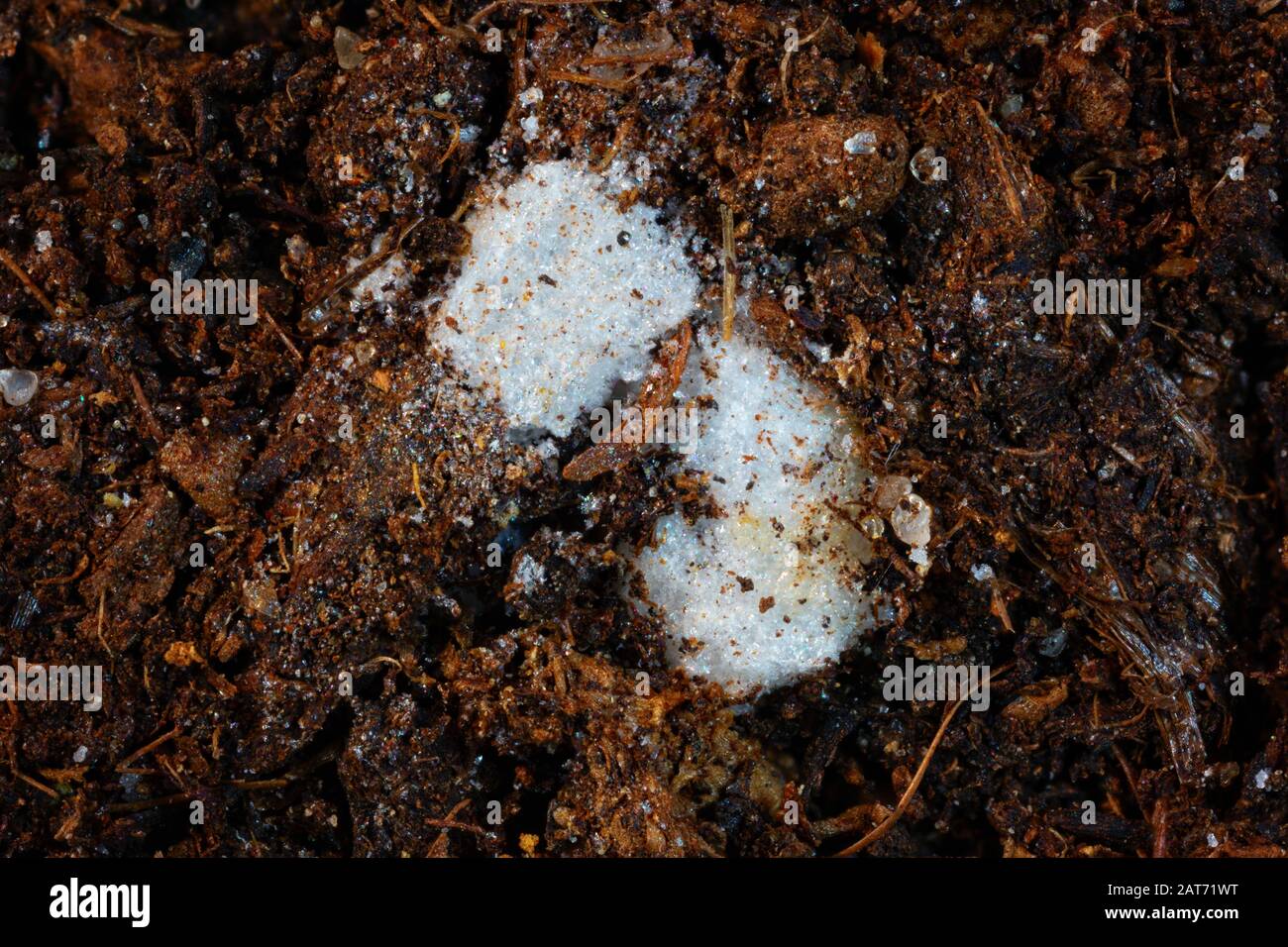 Extreme closeup of styrofoam buried in the organic layer of a Podzol or Spodosol. Stock Photo