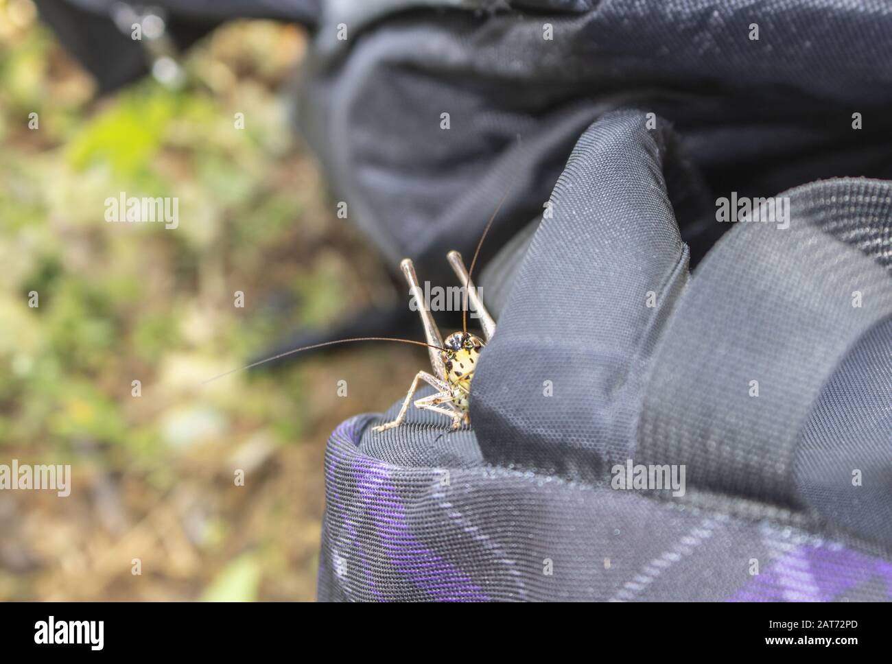 yellow locust looking for camera in angrily and surprisingly Stock ...