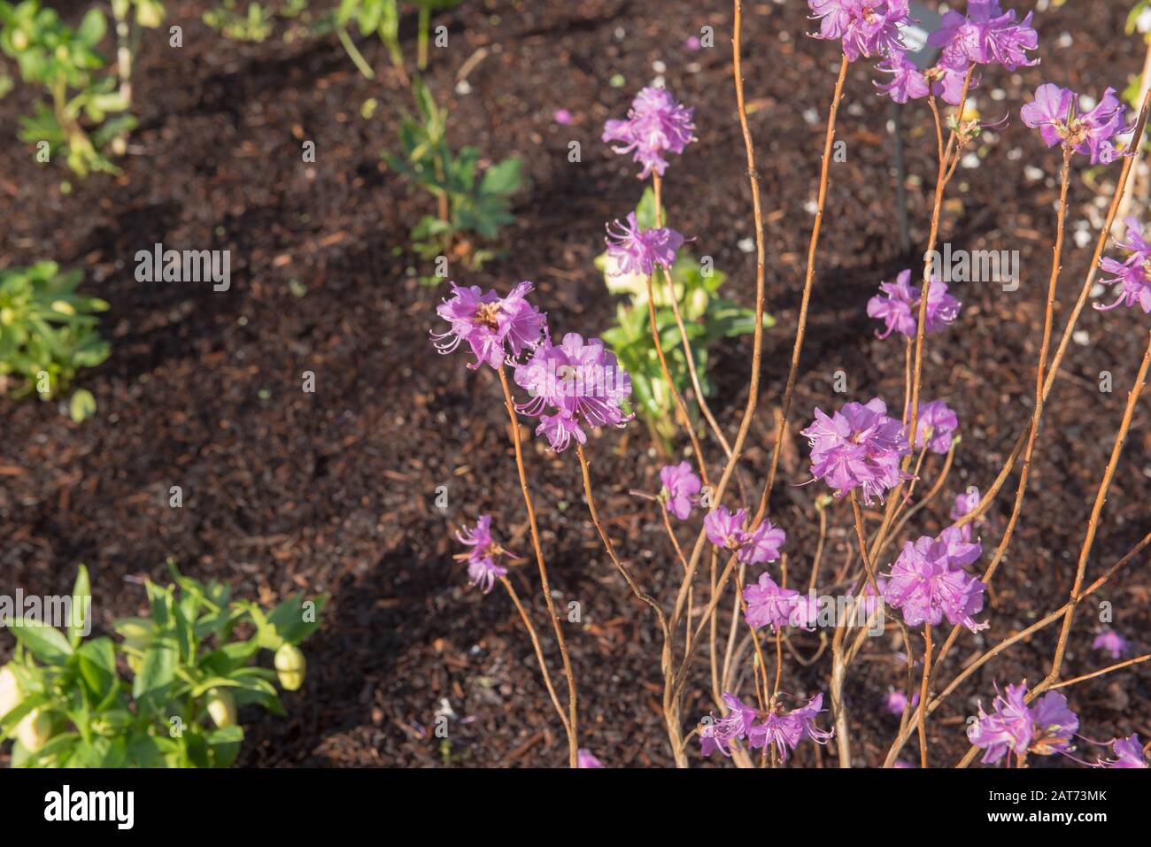 winter-flowering-rhododendron-dauricum-mid-winter-growing-in-a