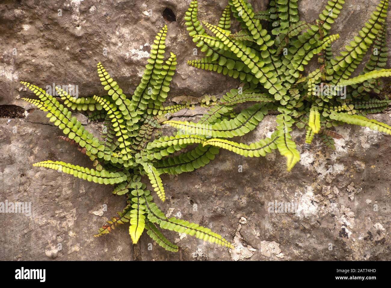 Maidenhair spleenwort fern growing out of wall, Haltwhistle, Northumberland Stock Photo